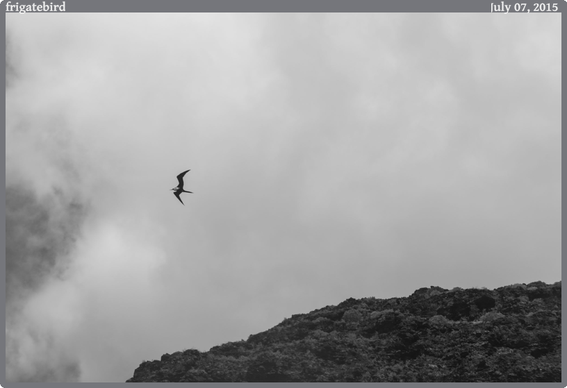 frigatebird, taken 2015-07-07 || Canon Canon EOS 6D | 100mm | 1/500s @ f/7.1