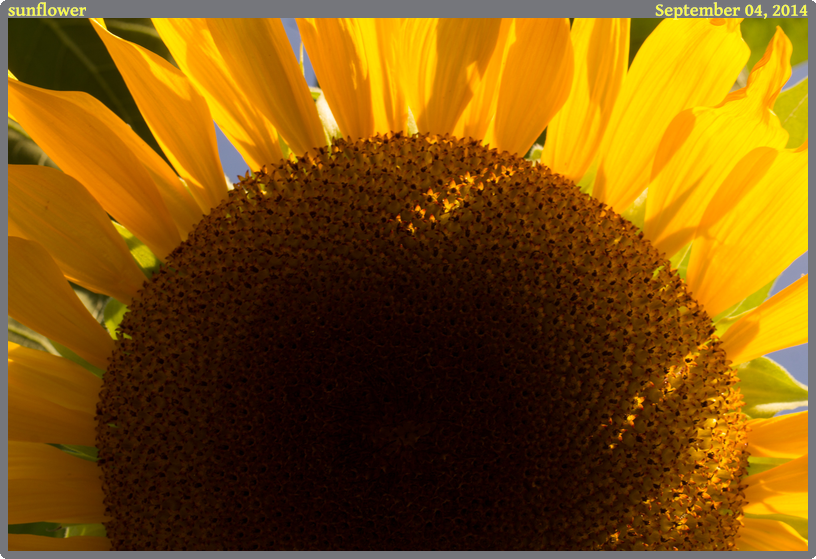 sunflower, taken 2014-09-04 || Canon Canon EOS REBEL T2i | 100mm | 1/40s @ f/13