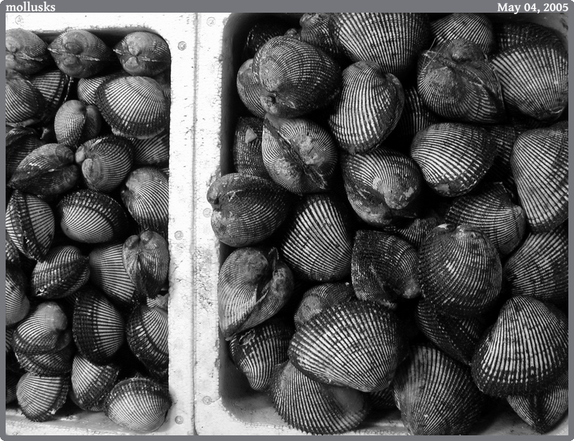 mollusks, taken 2005-05-04 || NIKON E950 | 7.6 | 1/23s @ f/2.7