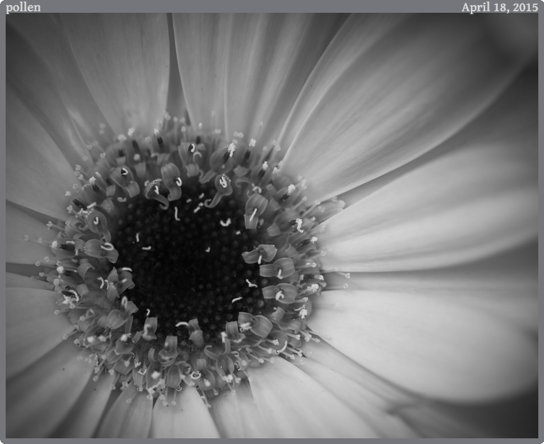 pollen, taken 2015-04-18 || Canon Canon EOS 6D | 100mm | 1/80s @ f/4.5