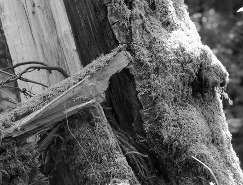 blog photo titled scanning