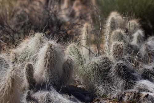 blog photo titled downy