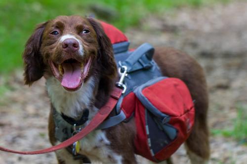 blog photo titled workdog