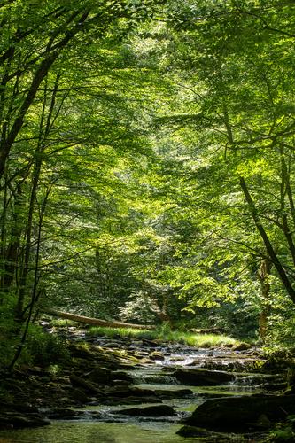 blog photo titled pettigrew