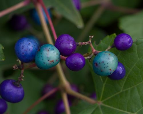 blog photo titled indecision