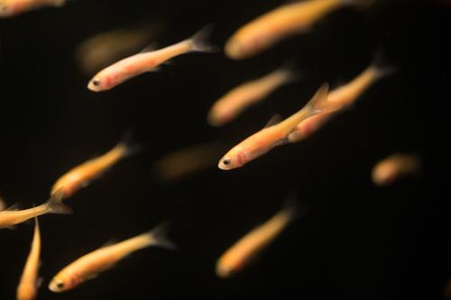 blog photo titled predatory