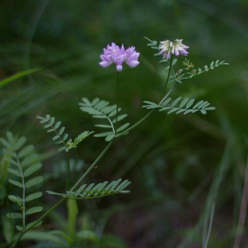blog photo titled weedeater
