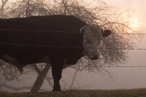 blog photo titled steadfast