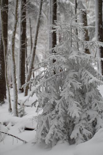 blog photo titled kelvinator