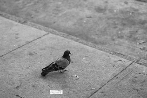 blog photo titled offender