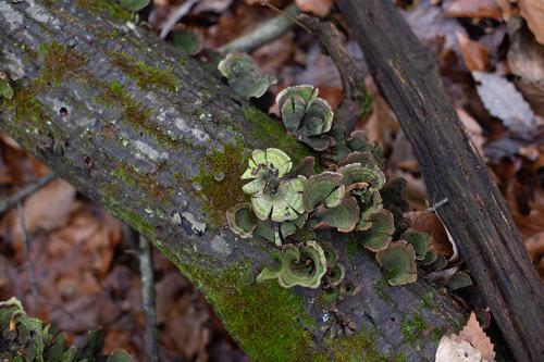 blog photo titled bruni