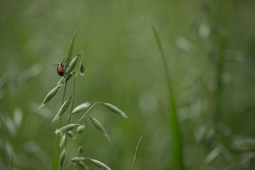 blog photo titled pinnacle