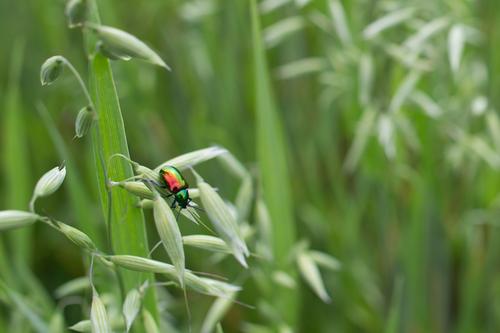 blog photo titled pestilence