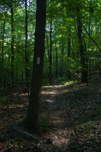 blog photo titled blazed