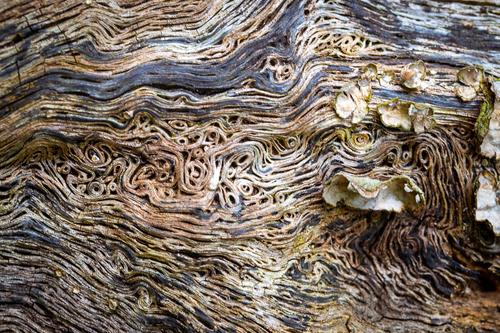 blog photo titled scrollwork