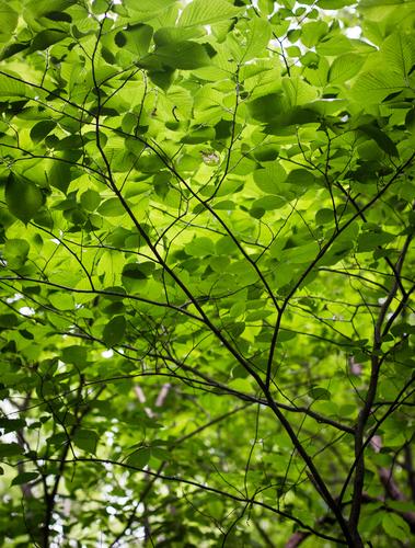 blog photo titled jingled