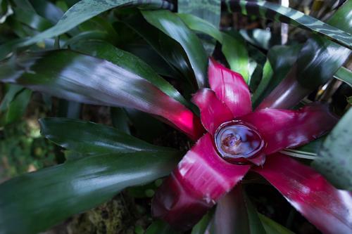 blog photo titled bromeliad