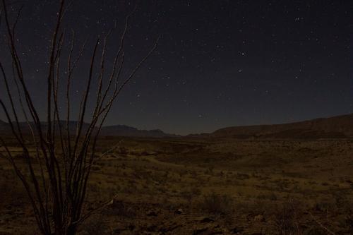 blog photo titled ocotillo
