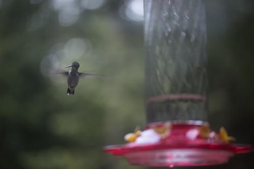 blog photo titled hum