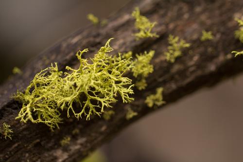 blog photo titled usnea