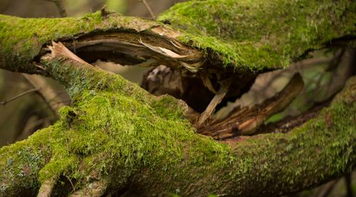 blog photo titled cessation