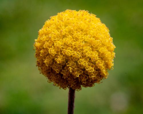 blog photo titled globular