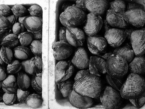 blog photo titled mollusks