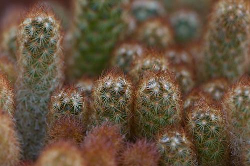 blog photo titled lanuginous