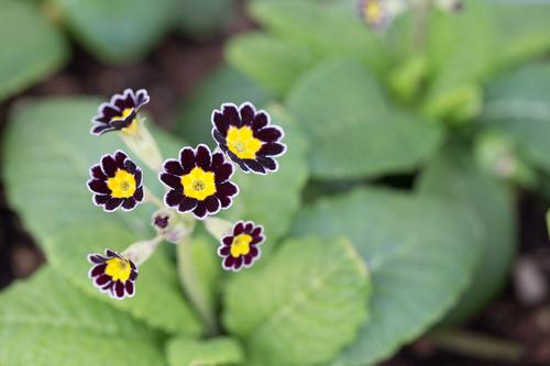 blog photo titled damask