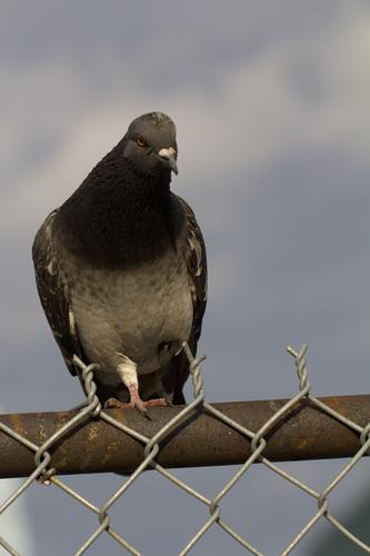 blog photo titled retracted