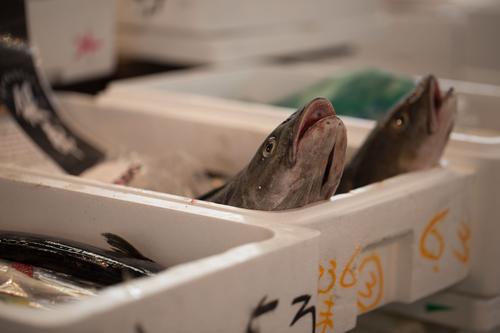 blog photo titled duet