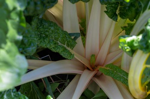 blog photo titled megalomaniac