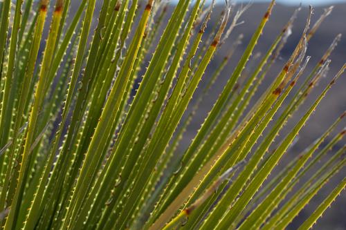 blog photo titled identification