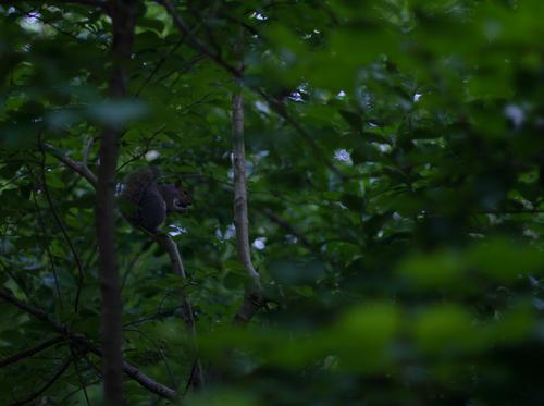 blog photo titled rare