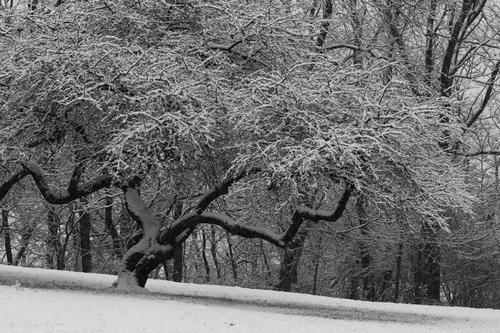 blog photo titled cherries