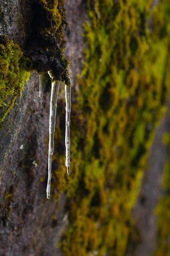 blog photo titled mossicle