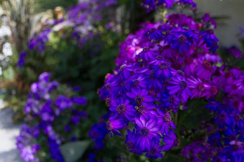 blog photo titled octopolis