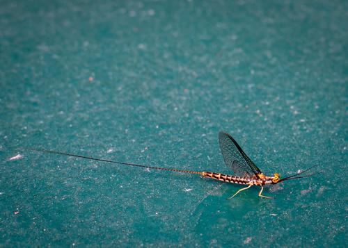 blog photo titled mayfly