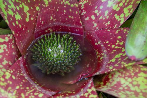 blog photo titled bromy