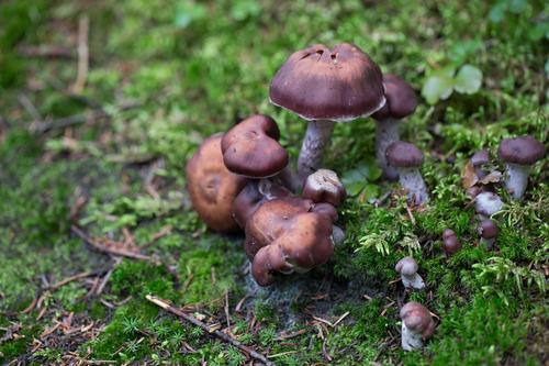 blog photo titled cross-pollination