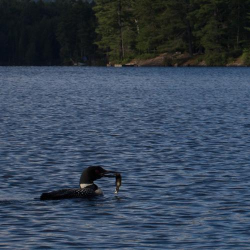 blog photo titled nurture