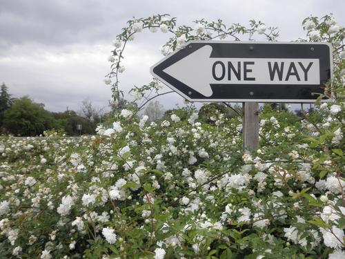 blog photo titled savior