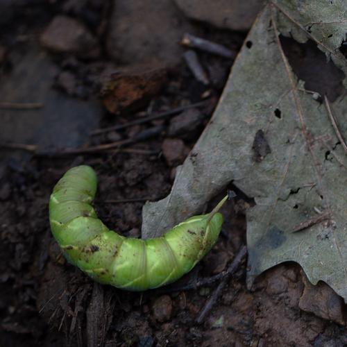 blog photo titled quinquemaculata