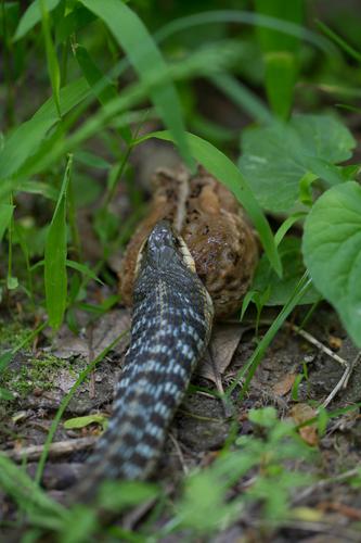 blog photo titled overenthusiastic