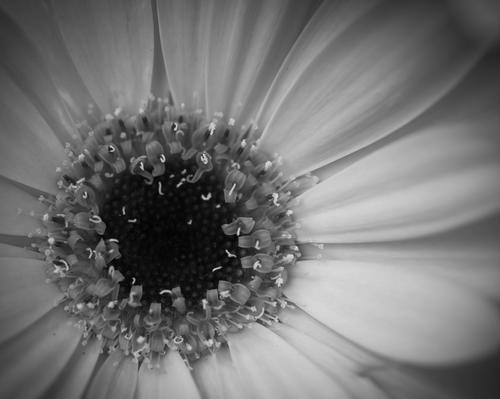 blog photo titled pollen