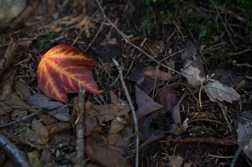 blog photo titled velociraptor