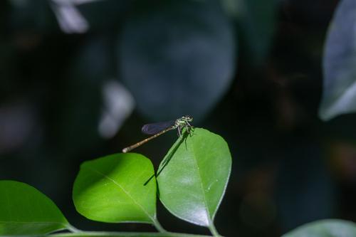blog photo titled smagonfly