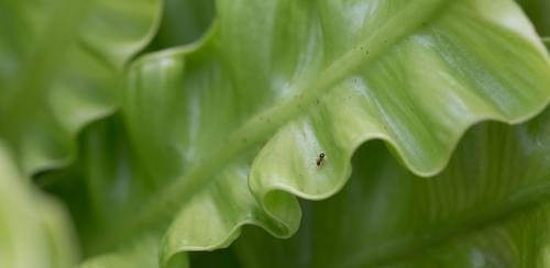 blog photo titled antstein