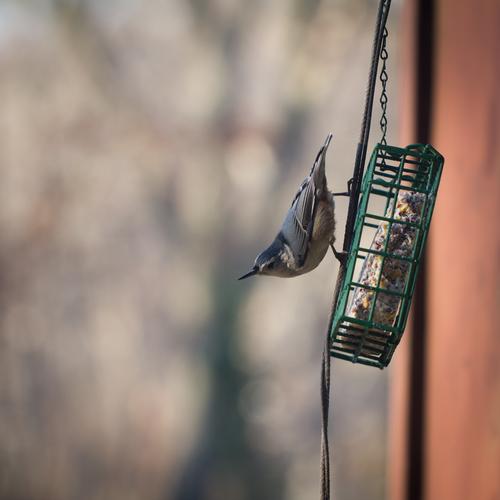 blog photo titled hatched