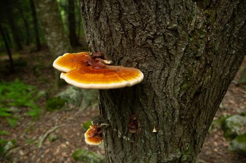 blog photo titled saucer